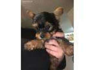 Yorkshire Terrier Puppy for sale in Toccoa, GA, USA