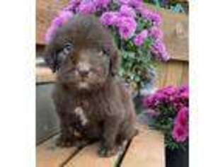Labradoodle Puppy for sale in Yelm, WA, USA