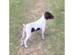 German Shorthaired Pointer Puppy for sale in Jennings, FL, USA