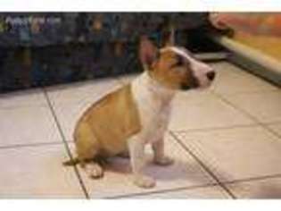 Bull Terrier Puppy for sale in Garland, NE, USA