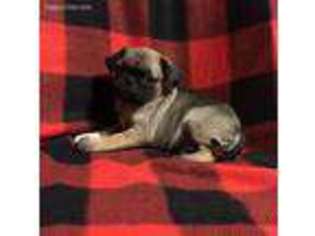 Pug Puppy for sale in Seymour, MO, USA