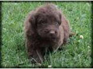Shepadoodle Puppy for sale in Wayland, IA, USA