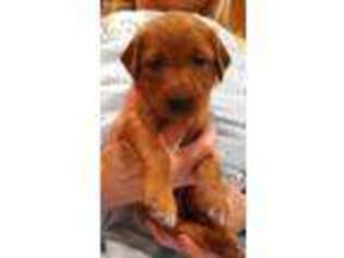 Golden Retriever Puppy for sale in Andover, MN, USA