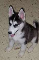 Siberian Husky Puppy for sale in Green Bay, WI, USA