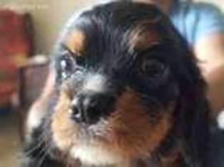 Cavalier King Charles Spaniel Puppy for sale in Apollo, PA, USA