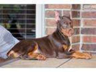 Doberman Pinscher Puppy for sale in Springfield, MO, USA