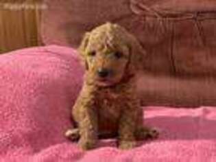 Medium Photo #1 Goldendoodle Puppy For Sale in Arthur, IL, USA