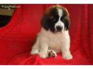 Saint Bernard Puppy for sale in Woodbury, NJ, USA