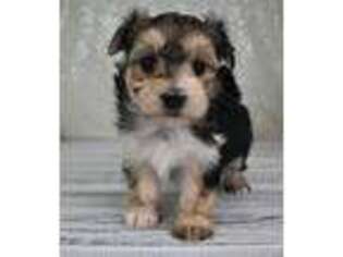Maltese Puppy for sale in Downing, MO, USA
