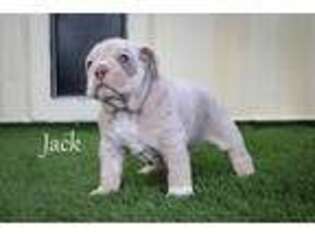 Olde English Bulldogge Puppy for sale in Graham, TX, USA