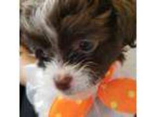 Shih-Poo Puppy for sale in Lewisville, TX, USA