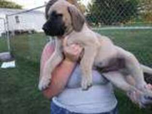 Mastiff Puppy for sale in Andrews, IN, USA