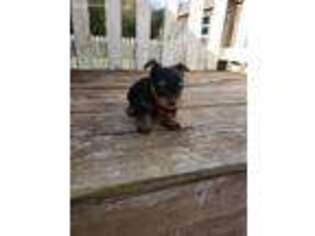 Yorkshire Terrier Puppy for sale in Omaha, TX, USA