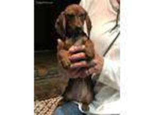 Dachshund Puppy for sale in Pass Christian, MS, USA