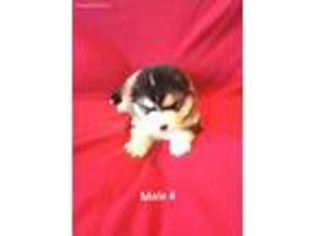 Alaskan Malamute Puppy for sale in Huggins, MO, USA