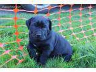 Cane Corso Puppy for sale in Battle Ground, WA, USA