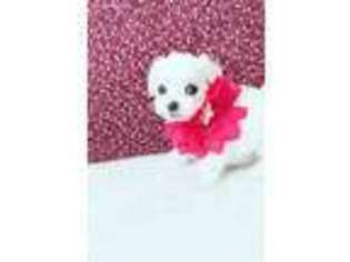 Maltese Puppy for sale in Pikesville, MD, USA