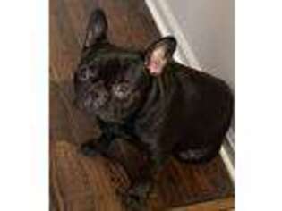 French Bulldog Puppy for sale in Palos Heights, IL, USA