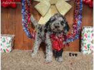 Goldendoodle Puppy for sale in Fredericktown, OH, USA