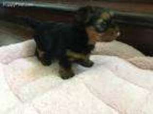 Yorkshire Terrier Puppy for sale in Sapulpa, OK, USA