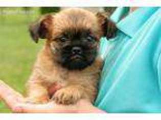 Brussels Griffon Puppy for sale in Shreve, OH, USA