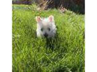 West Highland White Terrier Puppy for sale in Swink, CO, USA