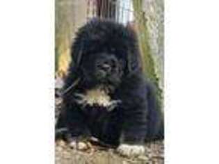 Tibetan Mastiff Puppy for sale in Evansville, IN, USA