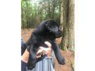 Labrador Retriever Puppy for sale in Three Lakes, WI, USA