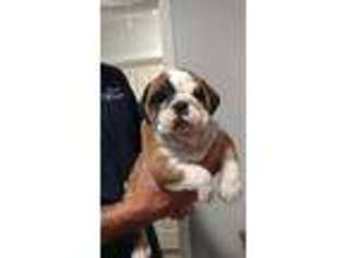 Bulldog Puppy for sale in Newport, VA, USA