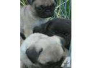 Pug Puppy for sale in FLORENCE, KY, USA