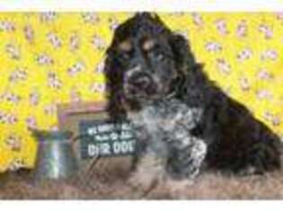 Cocker Spaniel Puppy for sale in West Chicago, IL, USA