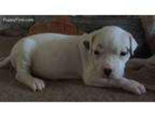 Dogo Argentino Puppy for sale in Picayune, MS, USA