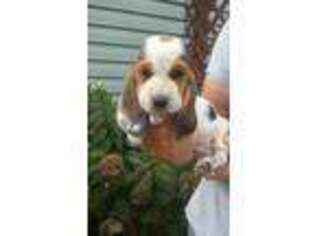 Basset Hound Puppy for sale in Green Forest, AR, USA