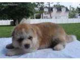 Akita Puppy for sale in Orlando, FL, USA