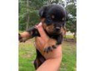 Rottweiler Puppy for sale in Vineland, NJ, USA