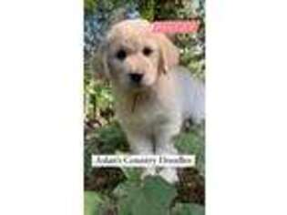 Goldendoodle Puppy for sale in Mondovi, WI, USA