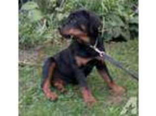 Rottweiler Puppy for sale in OSWEGO, NY, USA