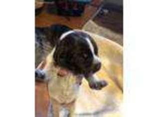 German Wirehaired Pointer Puppy for sale in Prior Lake, MN, USA