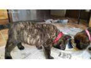 Mastiff Puppy for sale in Athol, MA, USA