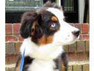 Australian Shepherd Puppy for sale in Birmingham, AL, USA