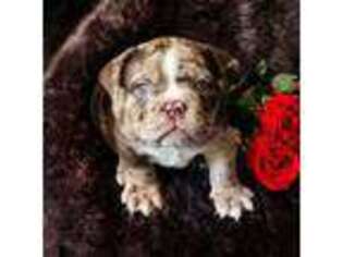 Olde English Bulldogge Puppy for sale in Turlock, CA, USA
