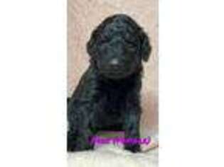 Goldendoodle Puppy for sale in Laurinburg, NC, USA