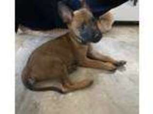 Belgian Malinois Puppy for sale in San Jose, CA, USA