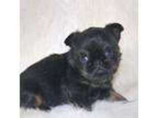 Brussels Griffon Puppy for sale in Green City, MO, USA