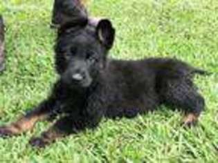 German Shepherd Dog Puppy for sale in Youngsville, LA, USA