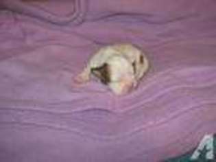 Bulldog Puppy for sale in LARSEN, WI, USA