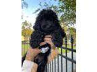 Goldendoodle Puppy for sale in Diamondhead, MS, USA