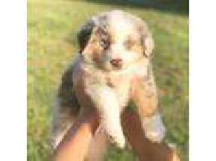 Miniature Australian Shepherd Puppy for sale in Lithia, FL, USA