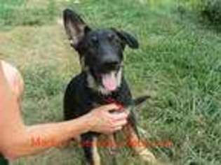 Medium Photo #1 German Shepherd Dog Puppy For Sale in Piedmont, MO, USA