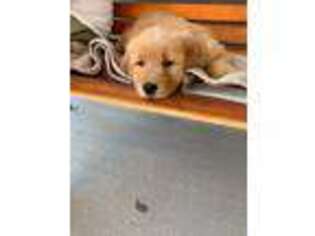Golden Retriever Puppy for sale in Denver, CO, USA